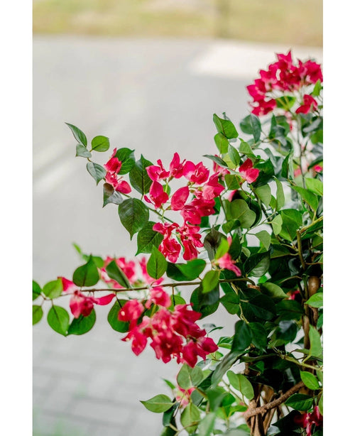 Un gros plan de la vibrante plante artificielle Bougainvillier Liana Fuchsia 115 cm avec des feuilles vertes luxuriantes apporte une atmosphère méditerranéenne à n'importe quelle pièce, face à une allée et une route doucement floues.