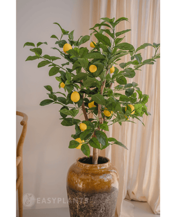 Le citronnier artificiel de 90 cm, aux feuilles vertes et aux citrons jaunes, se dresse dans un pot en céramique marron à côté d'une chaise en bois et de rideaux de couleur crème.