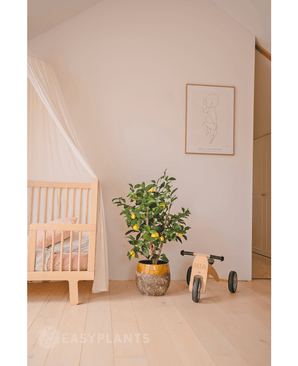 Une chambre d'enfant cosy avec un berceau en bois, le Citronnier Artificiel 90 cm (un citronnier dans un pot avec des feuilles), un petit tricycle en bois du label MIA et une décoration murale minimaliste. Un parquet en bois clair et des tons doux créent une atmosphère paisible.