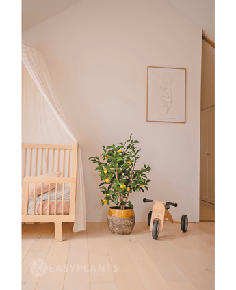 Une chambre d'enfant cosy avec un berceau en bois, le Citronnier Artificiel 90 cm (un citronnier dans un pot avec des feuilles), un petit tricycle en bois du label MIA et une décoration murale minimaliste. Un parquet en bois clair et des tons doux créent une atmosphère paisible.