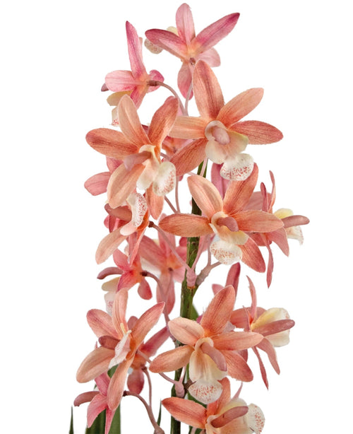 La Plante Artificielle Cymbidium 58 cm rose présente des orchidées roses et pêche au cœur pâle et à gorge tachetée, qui fleurissent sur des tiges vertes sur fond blanc.