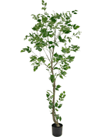 La plante artificielle Ficus 210 cm est un grand arbre artificiel avec plusieurs branches fines et des feuilles vertes luxuriantes dans un petit pot noir, sur un fond blanc uni.