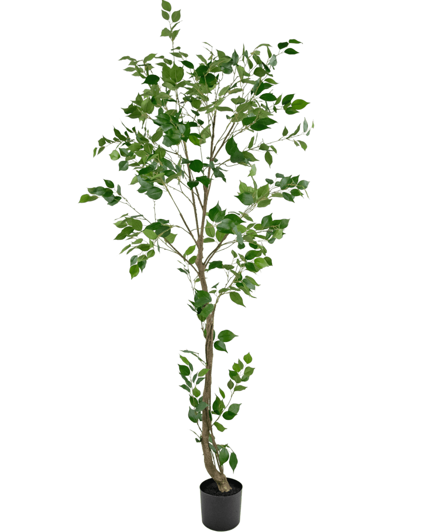 La plante artificielle Ficus 210 cm est un grand arbre artificiel avec plusieurs branches fines et des feuilles vertes luxuriantes dans un petit pot noir, sur un fond blanc uni.