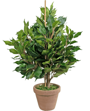 La Plante Artificielle Ficus 60 cm en pot possède de larges feuilles vertes et un support central, dans un pot en argile marron avec de la mousse artificielle pour un aspect naturel et luxuriant.
