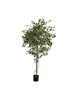 La plante artificielle Ficus Exotica 165 cm présente des feuilles colorées vertes et blanches sur plusieurs branches fines dans un simple pot noir, sur un fond blanc uni.