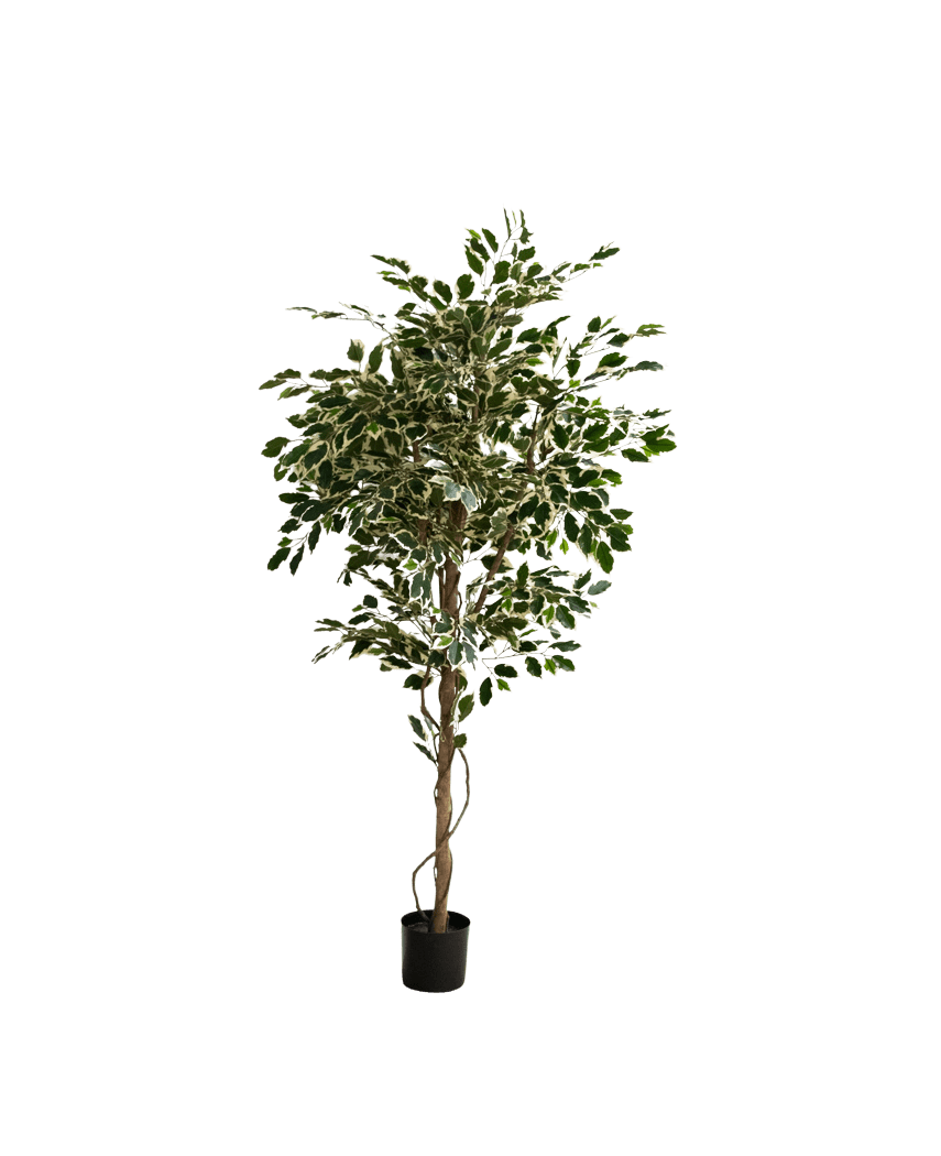 La plante artificielle Ficus Exotica 165 cm présente des feuilles colorées vertes et blanches sur plusieurs branches fines dans un simple pot noir, sur un fond blanc uni.