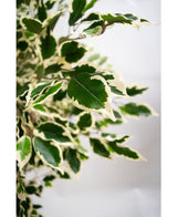 Gros plan de la plante artificielle Ficus Exotica 165 cm montrant des feuilles vertes panachées vives et saines avec des bords blanc crème et des pointes pointues sur un fond doux et neutre.