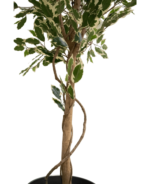 La plante artificielle Ficus Exotica 165 cm possède un tronc élancé et torsadé et des feuilles colorées vertes et blanches sur un fond blanc.