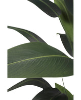 Gros plan de grandes feuilles vertes allongées avec des nervures proéminentes sur un fond blanc. Le motif en couches est typique de la plante artificielle Heliconia 160 cm - une plante sans entretien qui convient parfaitement à n'importe quel espace.