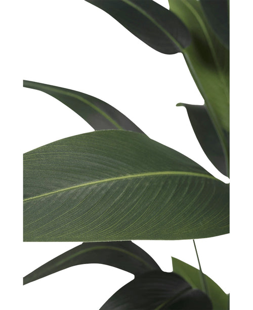 Gros plan de grandes feuilles vertes allongées avec des nervures proéminentes sur un fond blanc. Le motif en couches est typique de la plante artificielle Heliconia 160 cm - une plante sans entretien qui convient parfaitement à n'importe quel espace.