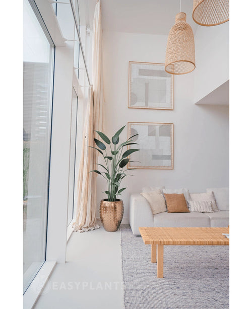 Un salon lumineux et moderne avec de grandes fenêtres, un canapé blanc, des coussins neutres, une table basse tressée, deux œuvres murales abstraites, une plante Heliconia artificielle de 180 cm dans un pot structuré et des suspensions tressées suspendues au plafond.