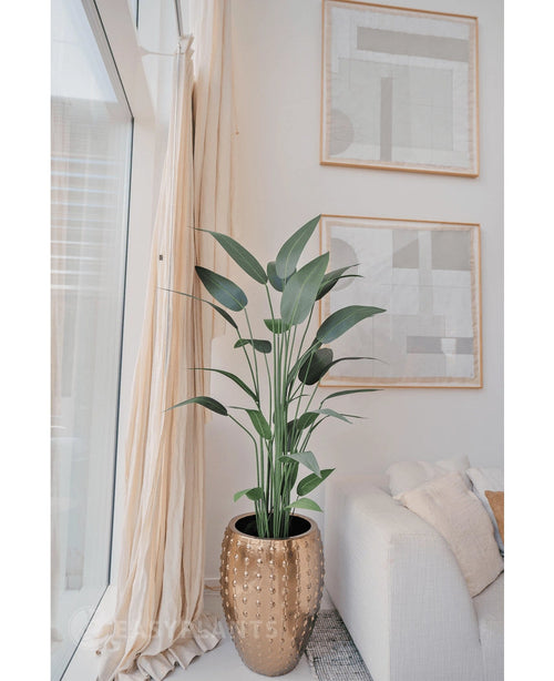 La plante artificielle Heliconia de 180 cm dans une jardinière dorée se trouve près d'une fenêtre aux rideaux transparents, à côté d'un canapé blanc. Deux œuvres d'art abstraites sont suspendues au-dessus - parfaites pour ceux qui souhaitent acheter une plante artificielle.