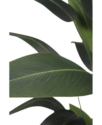 Gros plan de quelques grandes feuilles vert foncé avec des nervures visibles sur un fond blanc. Les feuilles superposées de la plante artificielle Heliconia 210 cm créent un aspect tropical en couches avec un aspect luxueux.