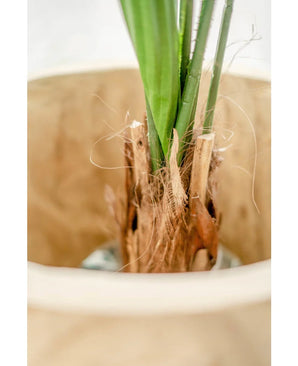 Gros plan de la plante artificielle Lucuala Grandis 120 cm, avec les tiges hautes et le support fibreux marron dans un pot décoratif de couleur claire, l'accent étant mis sur la tige inférieure et les racines.