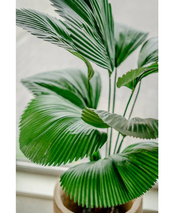 Gros plan de la plante artificielle Lucuala Grandis 120 cm, avec de grandes feuilles vertes en forme d'éventail dans des pots élégants, placées sur une surface lumineuse près d'une fenêtre.