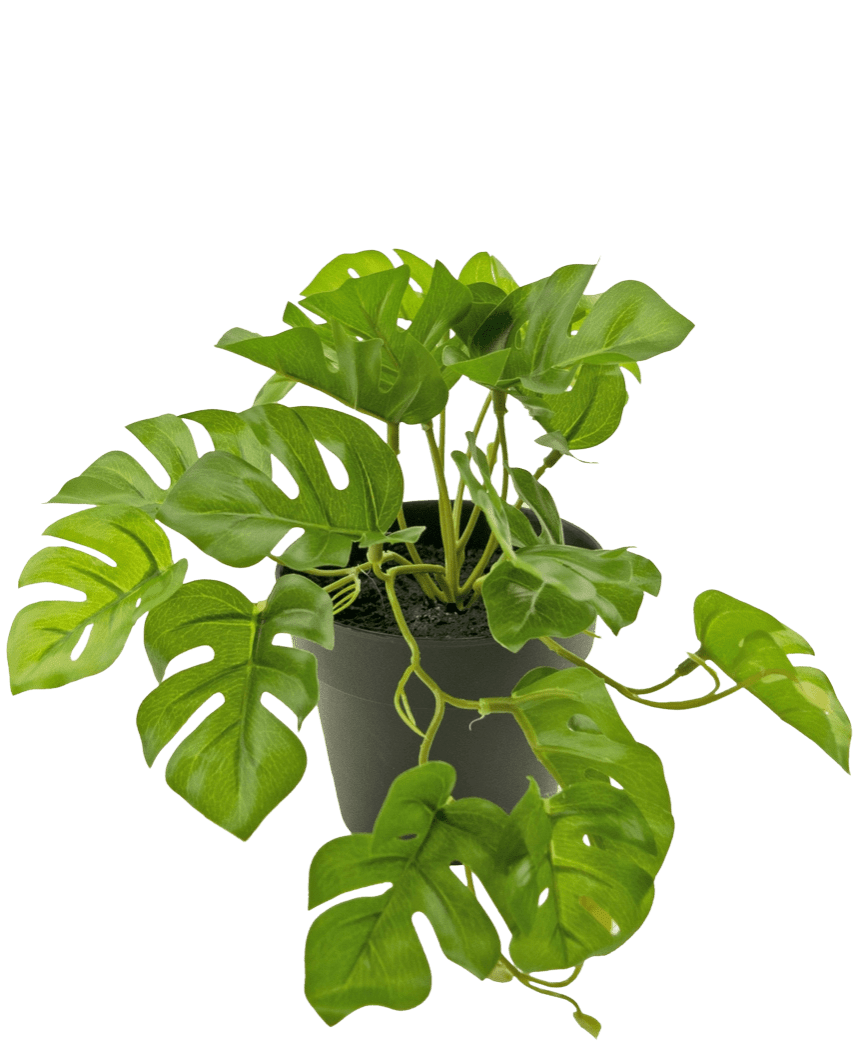 Une Plante Artificielle Monstera de 18 cm en pot.