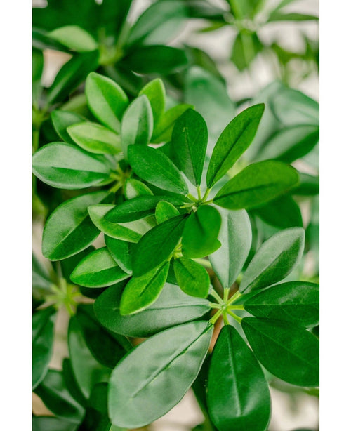 Gros plan des feuilles vertes et luxuriantes de la plante artificielle Schefflera de 120 cm, avec des feuilles lisses de forme ovale qui se chevauchent et ont un aspect frais et vibrant.