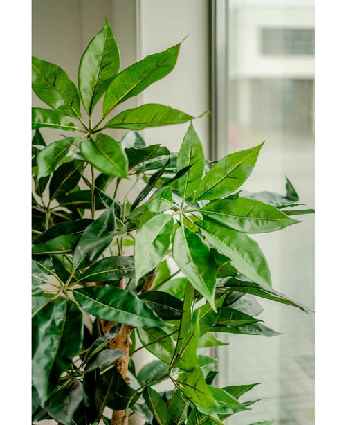 Une plante Schefflera artificielle de 150 cm avec de larges feuilles vertes luxuriantes se dresse près d'une grande fenêtre, le feuillage vibrant étant éclairé par la lumière naturelle.
