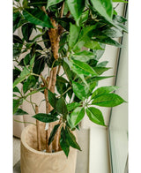 Un gros plan de la plante artificielle Schefflera de 150 cm aux larges feuilles vertes dans un pot en bois clair, placée près d'une fenêtre avec une lumière naturelle qui accentue les feuilles luxuriantes.