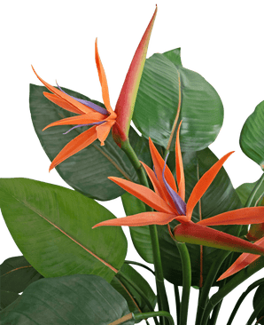 Gros plan de la plante artificielle Strelitzia 120 cm, avec des fleurs d'oiseau de paradis orange et violet vif avec de grandes feuilles vertes sur un fond clair.