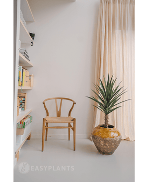 Une plante artificielle de yucca de 100 cm UV avec des feuilles vertes épineuses se trouve à côté d'une chaise en bois dans une pièce lumineuse et minimaliste avec des rideaux lumineux près de la fenêtre et des étagères sur la gauche.