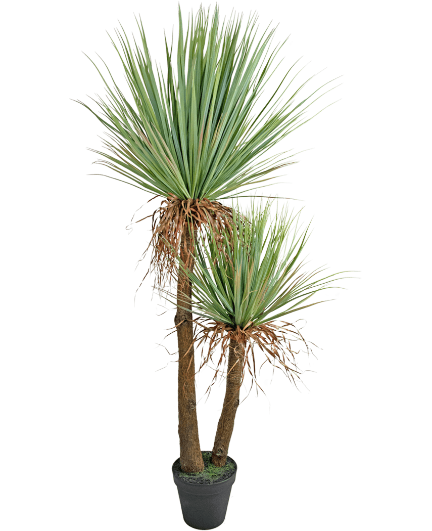 La plante artificielle Yucca Deluxe de 153 cm a deux grands troncs bruns avec une texture et des grappes de longues feuilles vertes pointues et quelques feuilles inférieures séchées sur un fond blanc.
