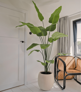 Plante artificielle Strelitzia 180 cm real touch