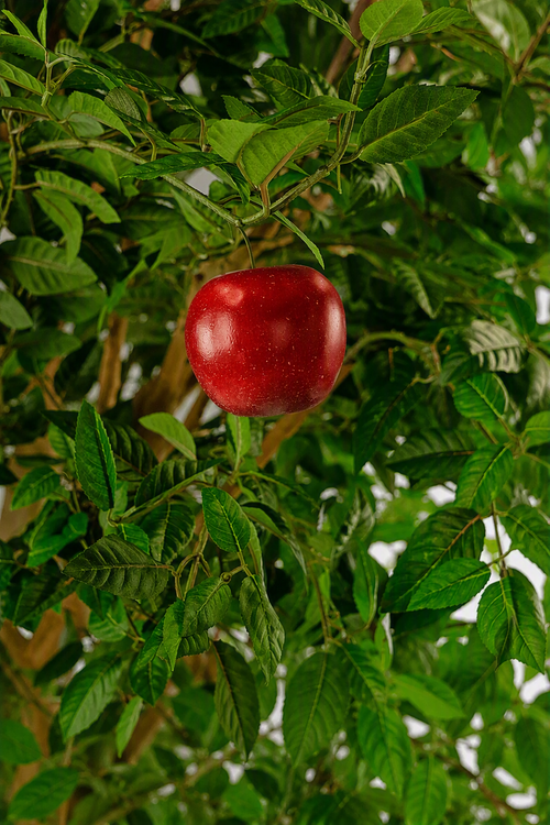 Un magnifique pommier artificiel de 240 cm avec des pommes rouge vif et des feuilles vertes luxuriantes, parfait pour ajouter une touche de beauté inspirée de la nature à n'importe quel intérieur.