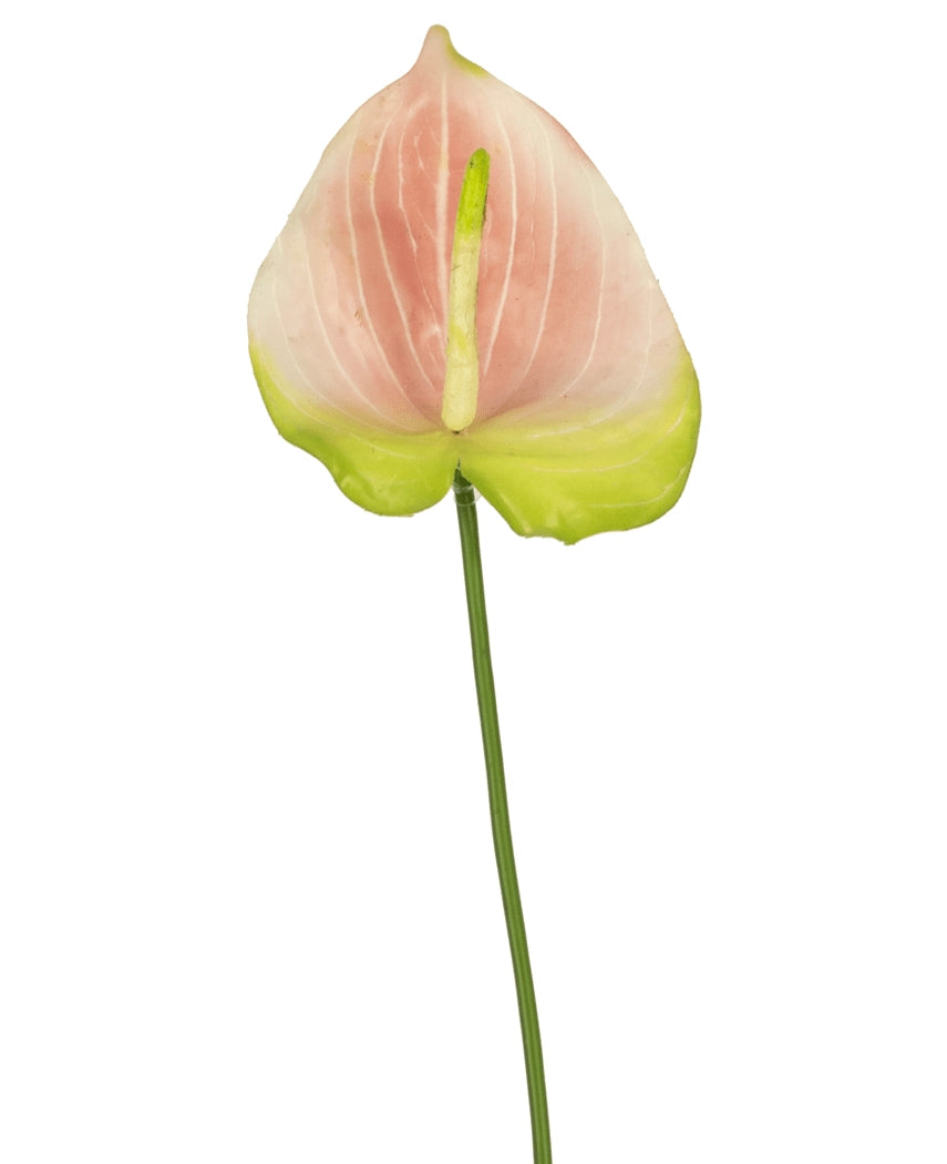 Une seule fleur artificielle d'Anthurium de 68 cm de couleur rose, avec une délicate fleur rose et verte sur une longue tige verte, se détache magnifiquement sur un fond blanc. Cette élégante fleur artificielle est idéale pour tous ceux qui recherchent des fleurs artificielles roses ou des fleurs en soie de haute qualité pour donner une dimension supplémentaire à leur intérieur.