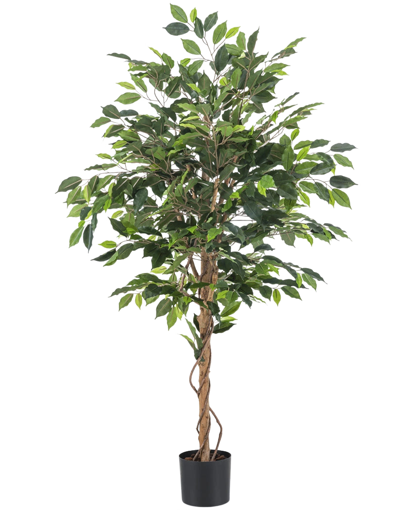La Plante Artificielle Ficus 150 cm ignifuge possède des feuilles vertes et plusieurs troncs bruns élancés et torsadés dans un pot noir. Le matériau ignifuge offre une sécurité supplémentaire dans n'importe quelle pièce.