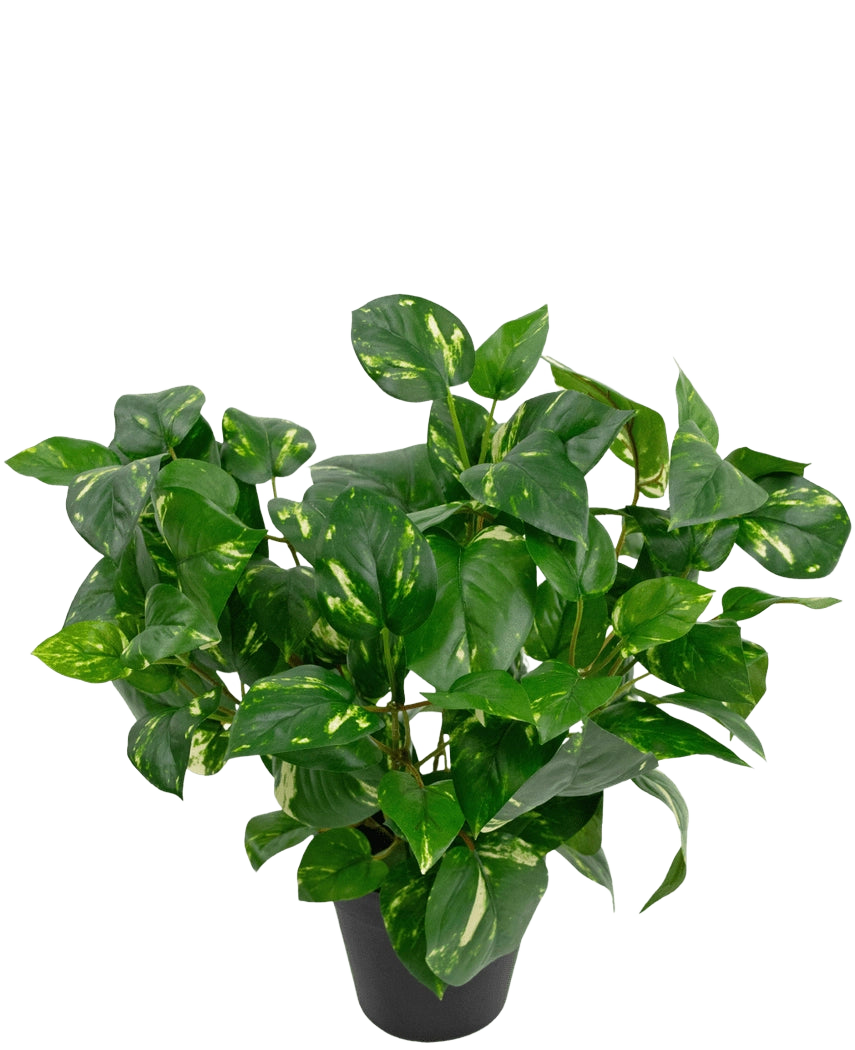 La plante artificielle Golden Vine en pot de 40 cm possède des feuilles vertes luxuriantes en forme de cœur avec des reflets jaunes sur un fond blanc uni.