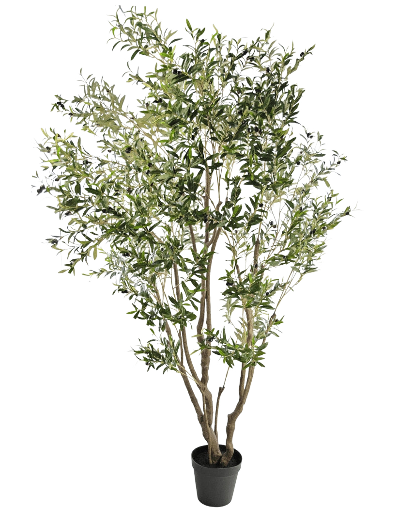 L'Olivier Artificiel 260 cm possède plusieurs branches fines et des feuilles vertes denses et étroites. Sur un fond blanc, cette plante artificielle facile d'entretien apporte sans effort de la verdure dans n'importe quelle pièce.