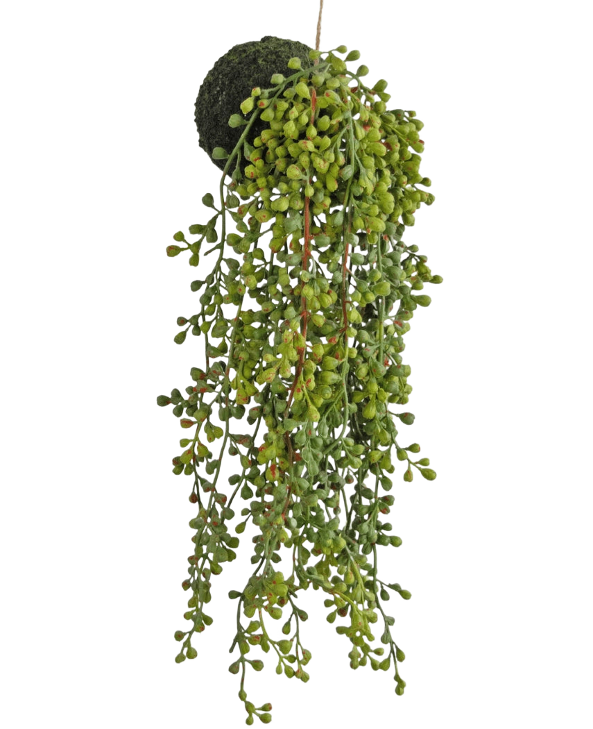 La plante succulente suspendue artificielle sur bulbe de 40 cm a des feuilles vertes en forme de perles et une base recouverte de mousse, suspendue à une ficelle sur un fond blanc.