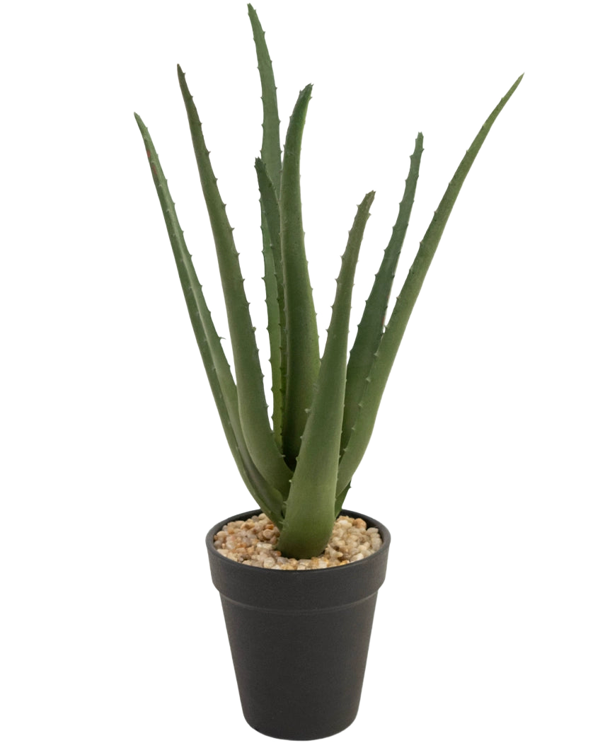 La plante artificielle Aloe Vera 33 cm possède de longues feuilles vertes vaporeuses qui poussent vers le haut, en petites pierres dans un pot noir élégant, sur un fond blanc.