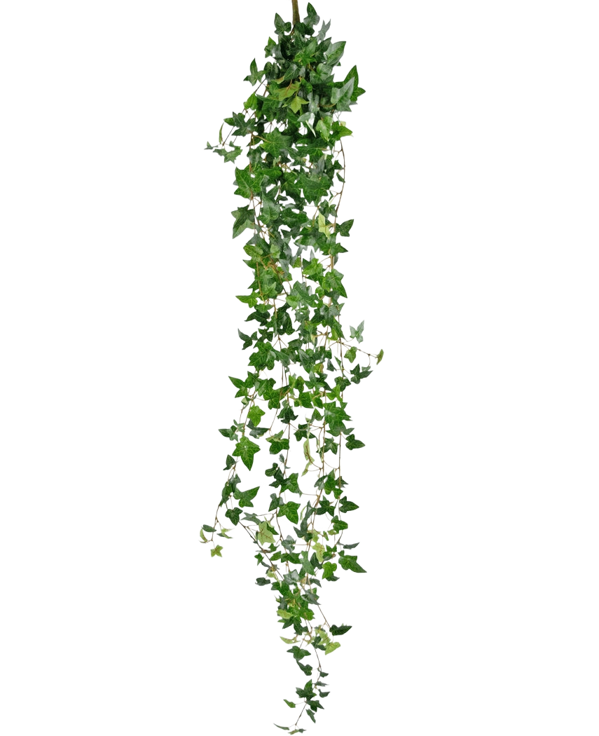 La plante artificielle suspendue Lierre Boston 180 cm vert possède de longues tiges vertes pendantes avec des feuilles pointues qui tombent sur un fond blanc uni.