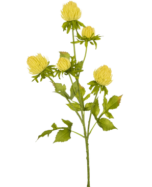 Un chardon à fleurs artificielles crème, de 66 cm de haut, avec de multiples tiges ramifiées avec des bourgeons fermés ressemblant à des chrysanthèmes et des feuilles vertes dentelées, se dresse sur un fond blanc uni.