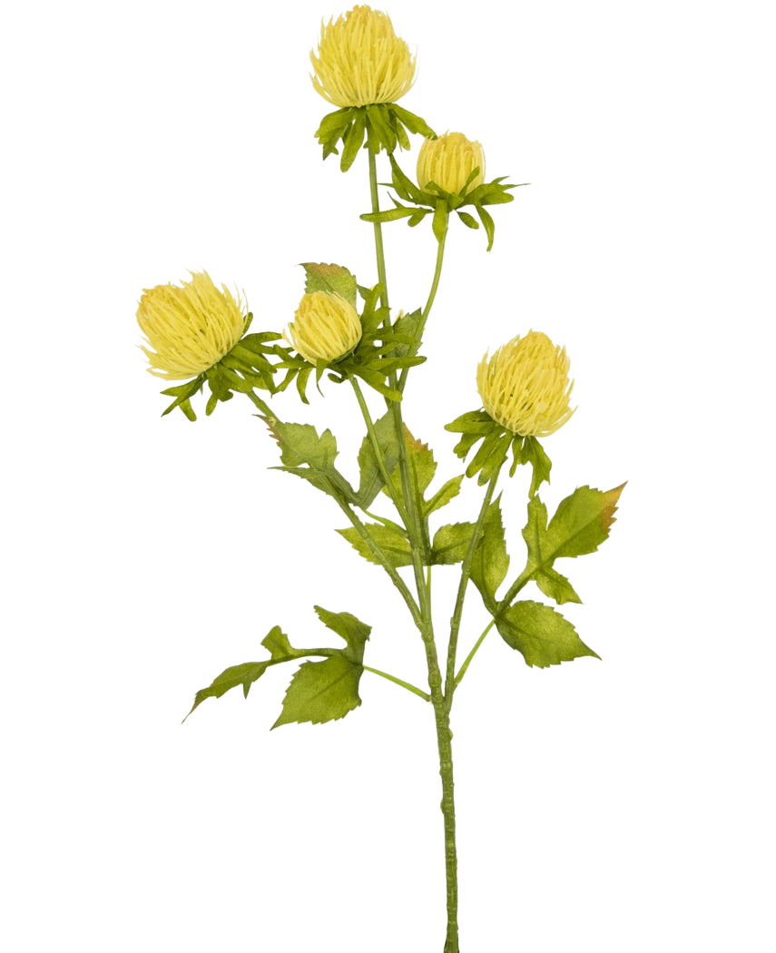 Un chardon à fleurs artificielles crème, de 66 cm de haut, avec de multiples tiges ramifiées avec des bourgeons fermés ressemblant à des chrysanthèmes et des feuilles vertes dentelées, se dresse sur un fond blanc uni.