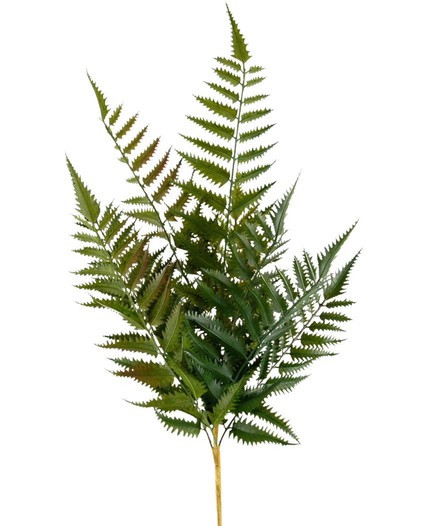 La fougère artificielle de 56 cm a une tige unique avec plusieurs frondes de fougère vertes et des folioles pointues finement divisées, isolées sur un fond blanc.