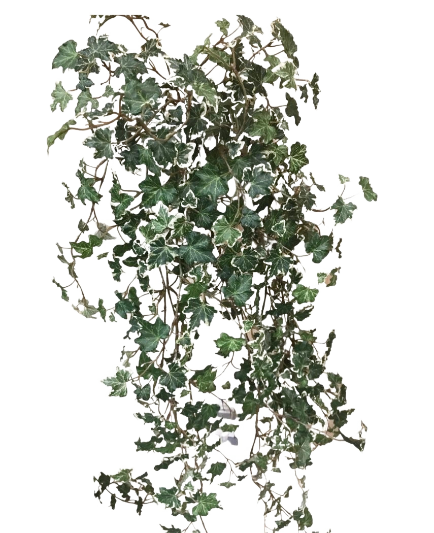 Le Lierre Artificiel Deluxe Riche Vert-Blanc 90 cm a des feuilles lobées vertes et blanches luxuriantes sur des tiges traînantes, qui se détachent magnifiquement sur un fond blanc uni.