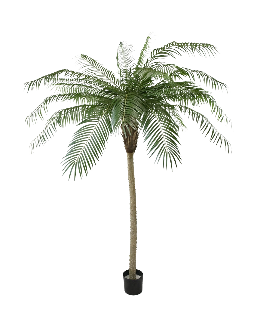 Le Palmier Artificiel Phoenix De Luxe 210 cm possède de longues feuilles vertes courbées et un tronc structuré, dans un petit pot noir sur un fond uni blanc.