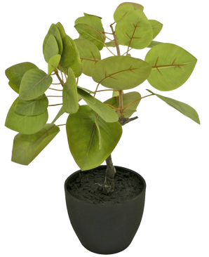 Le Ficus Tropica artificiel de 12 cm possède de grandes feuilles vertes ovales avec des nervures visibles, plantées dans un sol sombre dans un simple pot noir, sur un fond blanc uni.