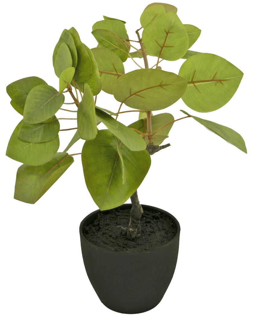 Le Ficus Tropica artificiel de 12 cm possède de grandes feuilles vertes ovales avec des nervures visibles, plantées dans un sol sombre dans un simple pot noir, sur un fond blanc uni.