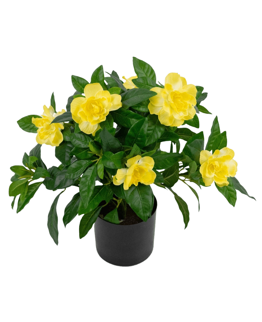 La plante artificielle Gardenia UV 39 cm est une plante artificielle d'un vert luxuriant avec de grandes fleurs jaune vif et des feuilles brillantes dans un pot noir, sur un fond blanc uni.