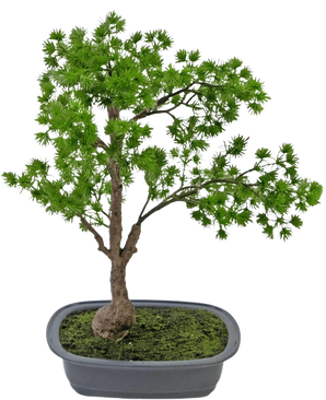 La plante artificielle Bonsaï Genévrier 40 cm a un tronc élancé et des feuilles vertes luxuriantes et est placée dans un pot gris rectangulaire peu profond avec de la mousse. Le fond est blanc uni.