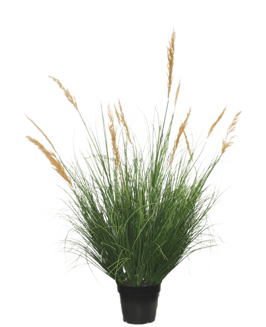 Un gazon artificiel d'autruche de 120 cm de marque retardateur, avec de longues feuilles vertes et de hauts panaches dorés, sur un fond blanc uni.
