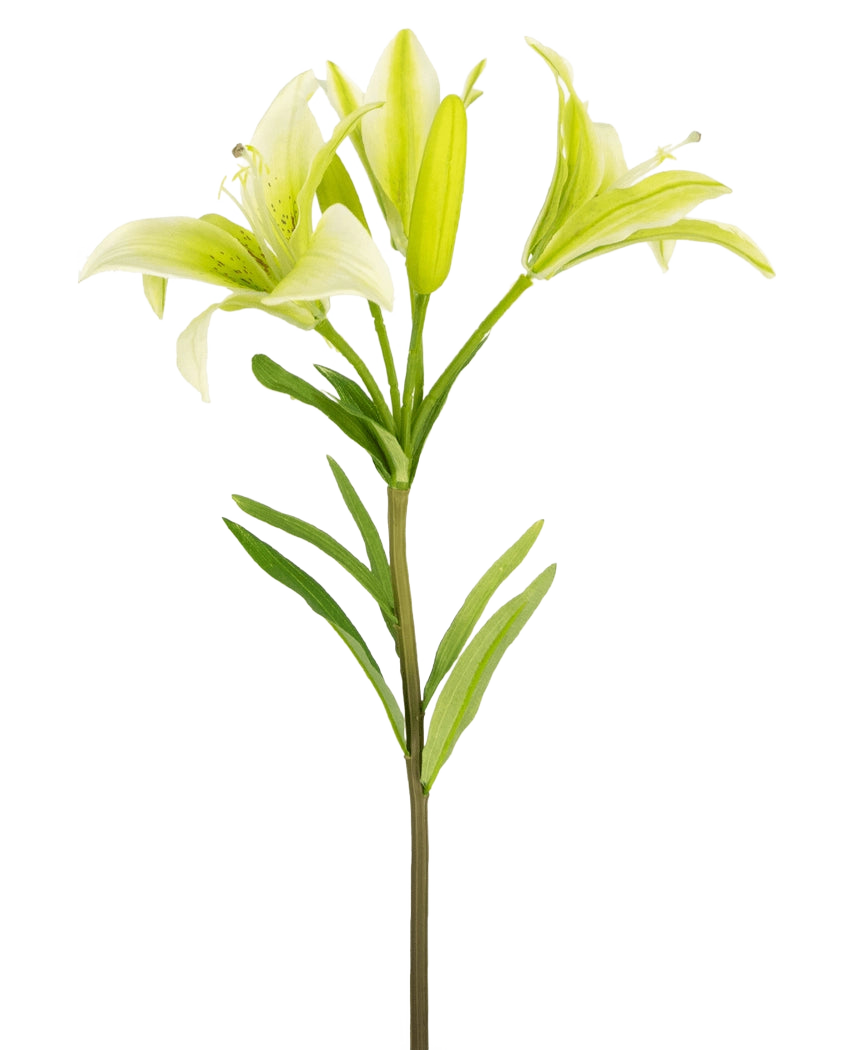 La Fleur Artificielle Lys Asiatique 66 cm blanc a une seule tige avec des feuilles vertes et trois fleurs de lys vert clair - deux entièrement ouvertes, une en bouton - présentées sur un fond blanc uni.