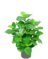 La plante artificielle Clusia 45 cm possède des feuilles vertes épaisses et brillantes de forme ovale sur un fond uni blanc.