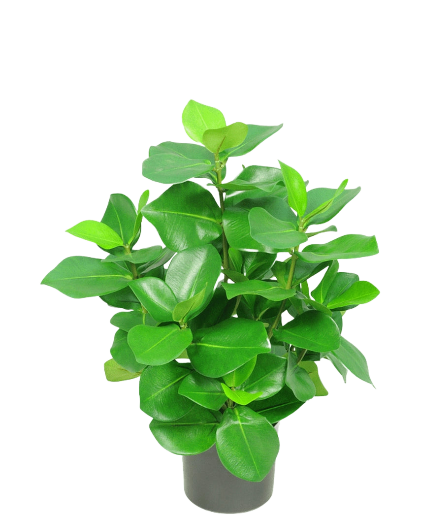 La plante artificielle Clusia 45 cm possède des feuilles vertes épaisses et brillantes de forme ovale sur un fond uni blanc.