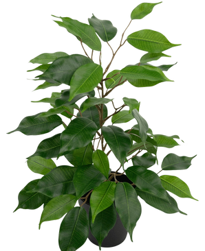 La plante artificielle Ficus en pot de 40 cm présente de nombreuses feuilles vertes et de fines tiges brunes sur un fond uni blanc.