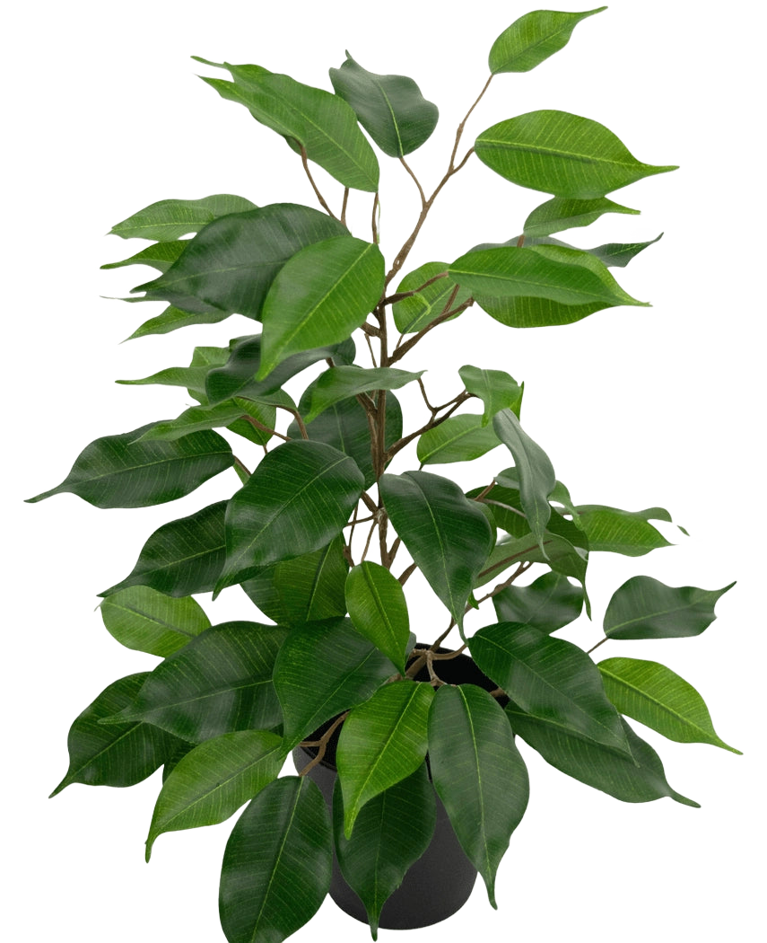 La plante artificielle Ficus en pot de 40 cm présente de nombreuses feuilles vertes et de fines tiges brunes sur un fond uni blanc.